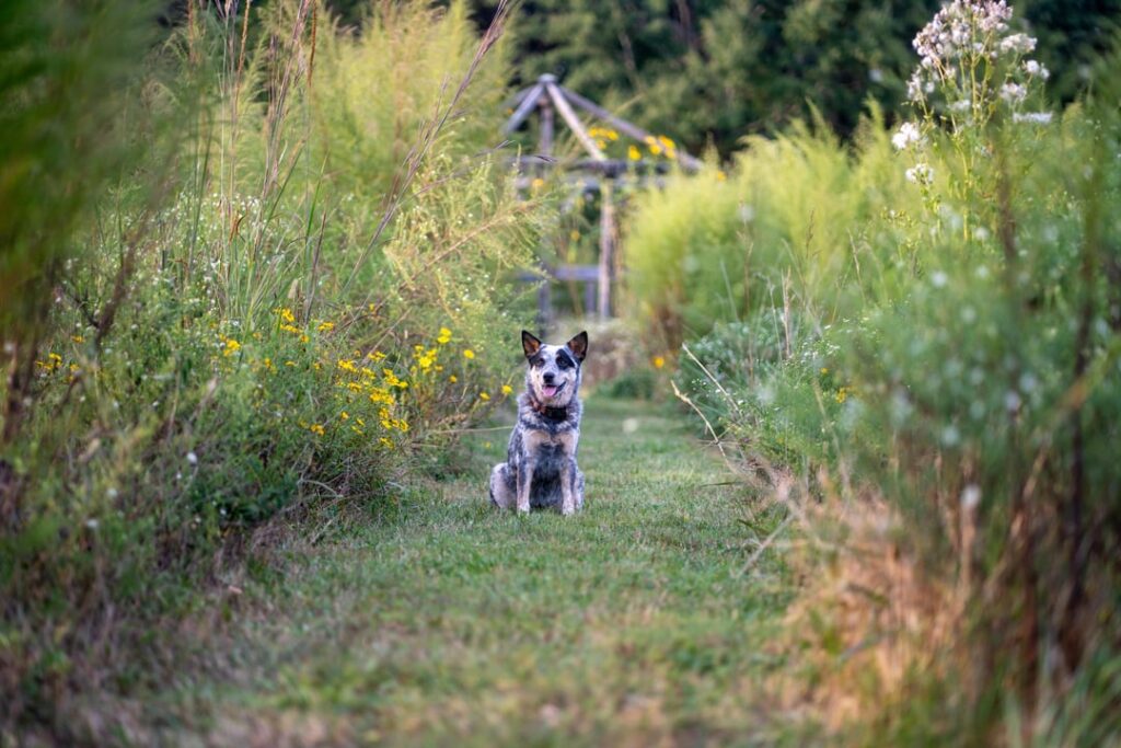 My backyard that was bermuda grass turf three years ago. The goldenrod, aster and sunchokes are having a good season. Finally had some big bluestem appear this summer! (zone 8a SE USA).