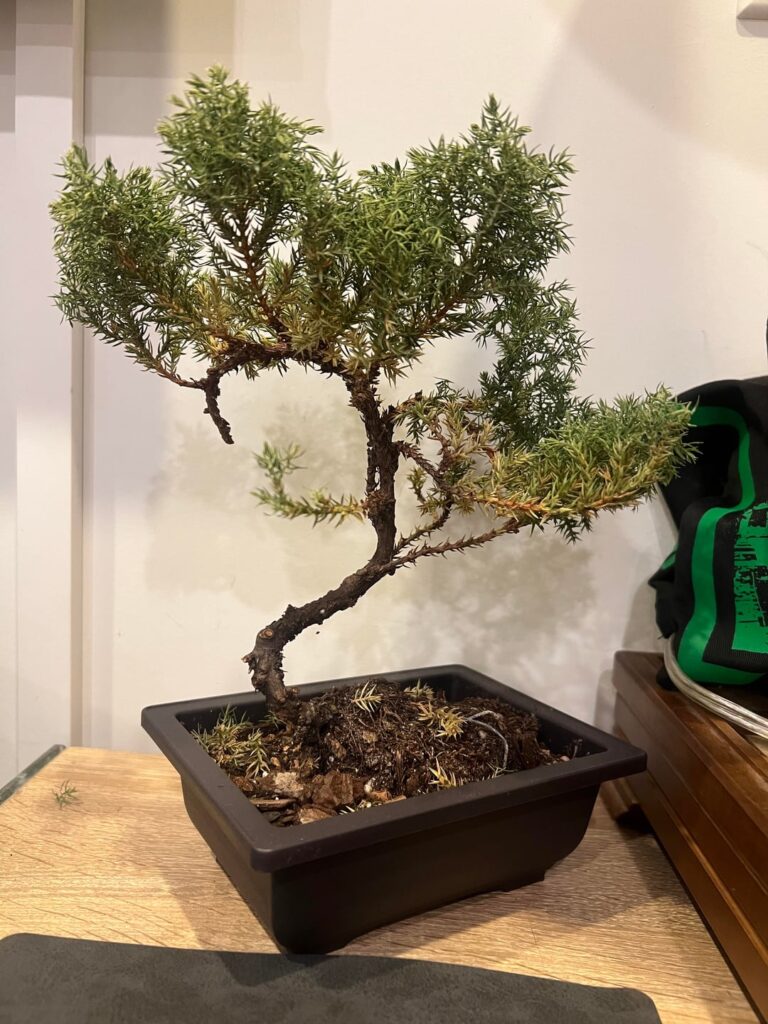 Adopted a Bonsai!