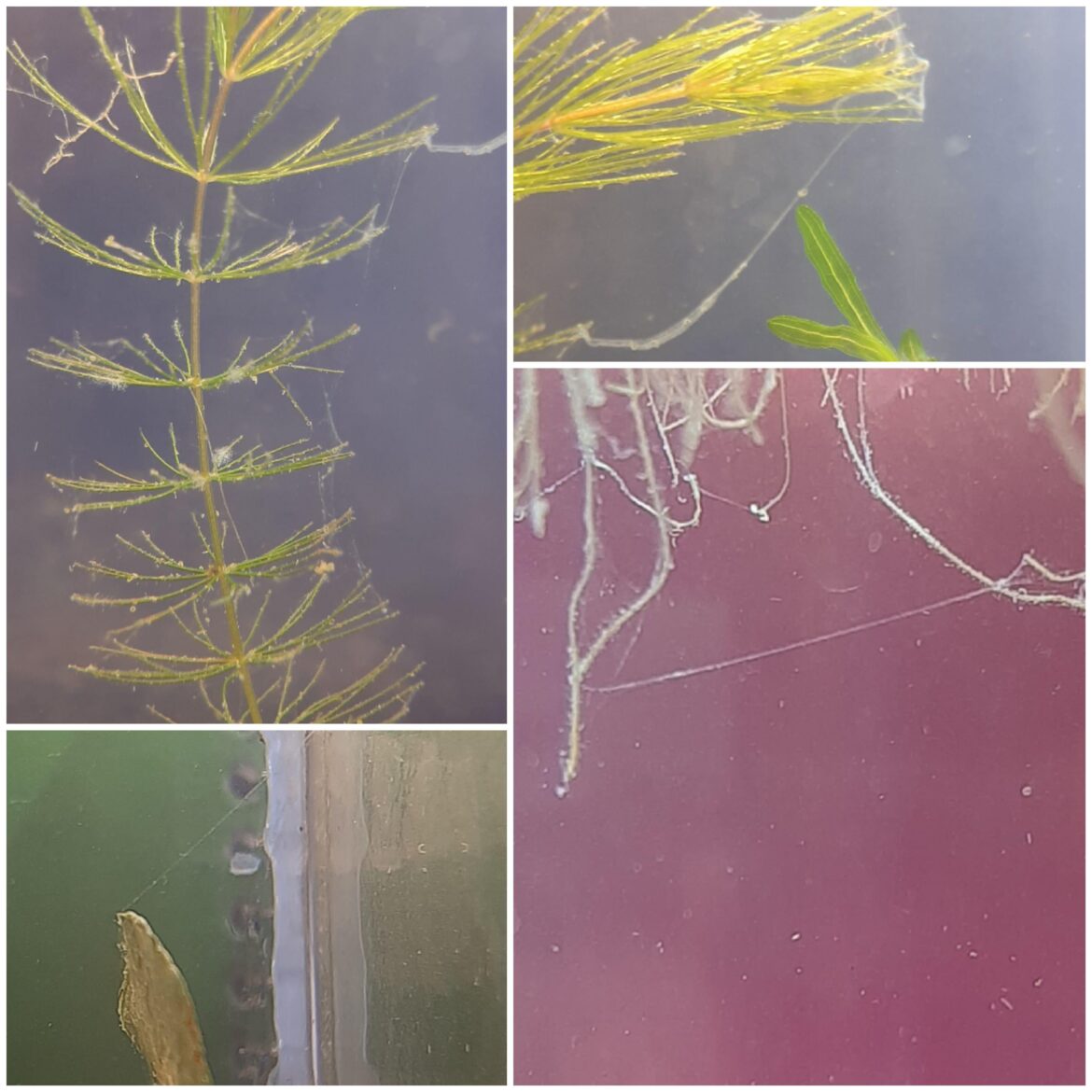 Do ciliate made this spider web like things overnight?