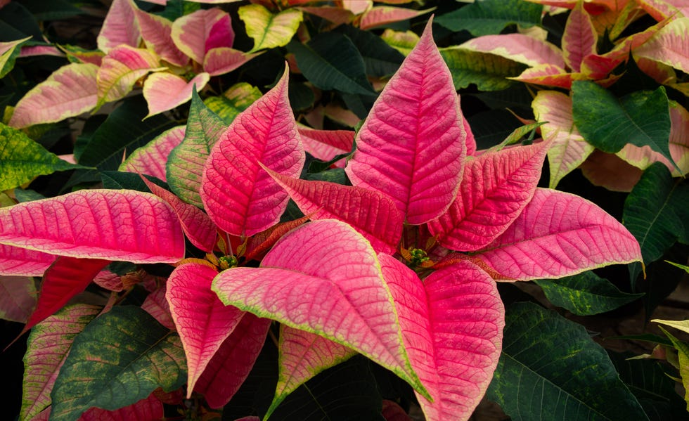 how to care for poinsettias