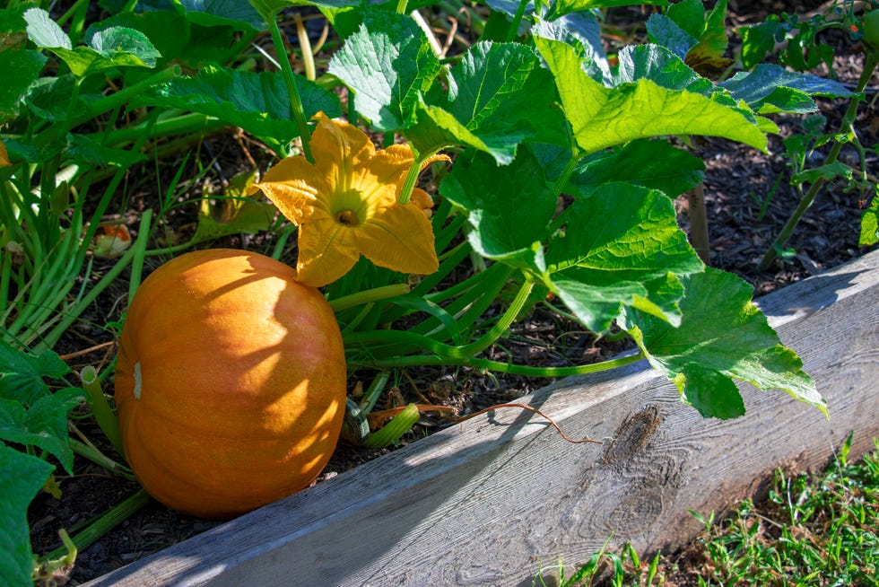 close up of a pumpkin plant, pumpkin, and yellow blossom growing in a raised bed garden