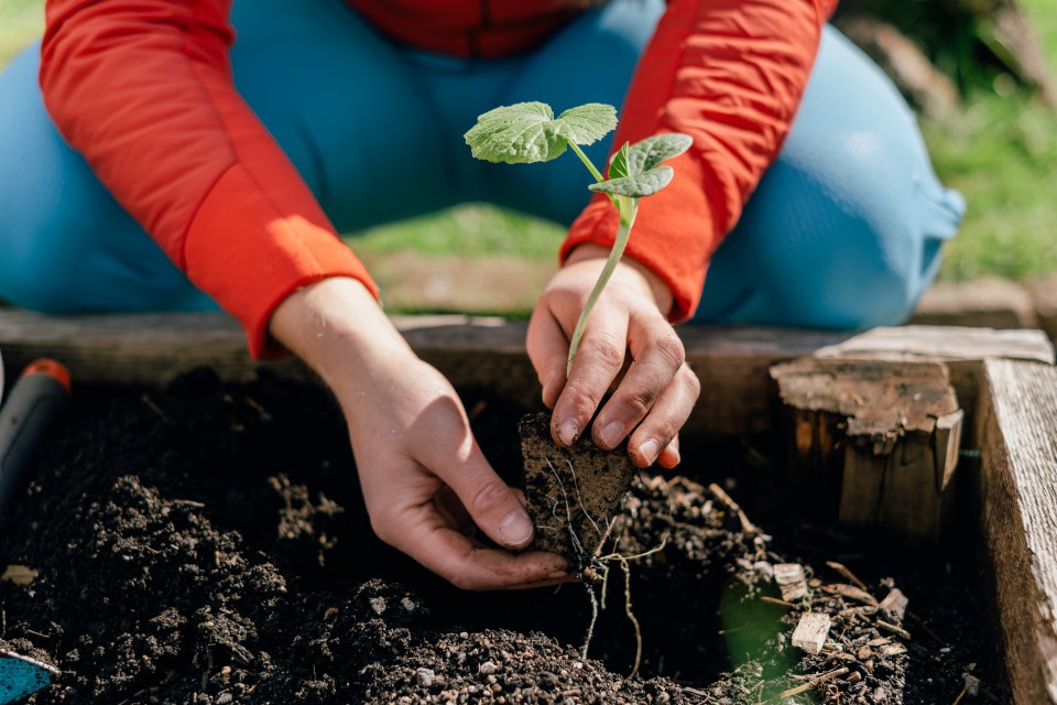 Woman in red jacket and blue pants planting a small vegetable seedling into a raised garden bed.