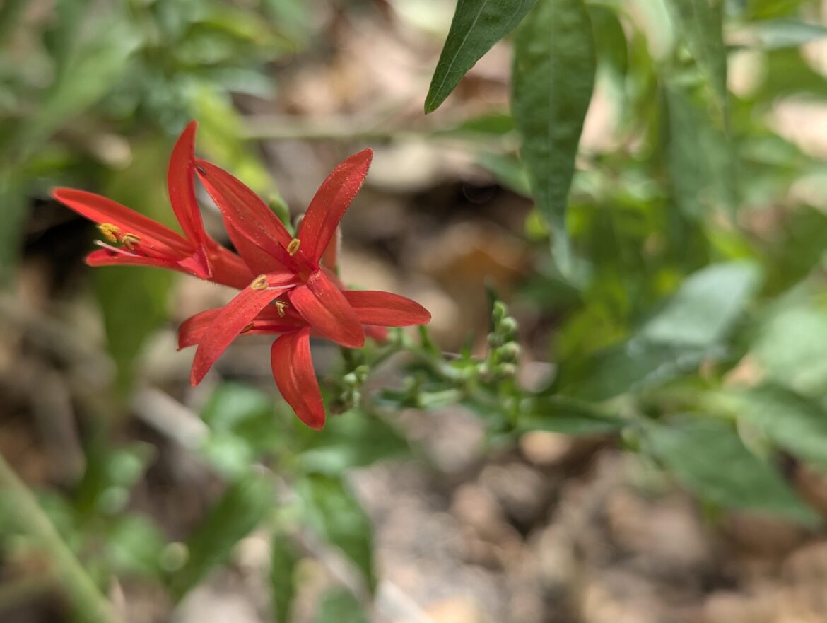Flame Acanthus