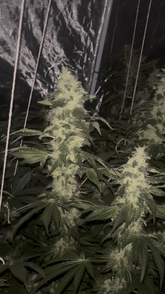 Extremely proud of my first grow 👏 can’t wait for them to finish