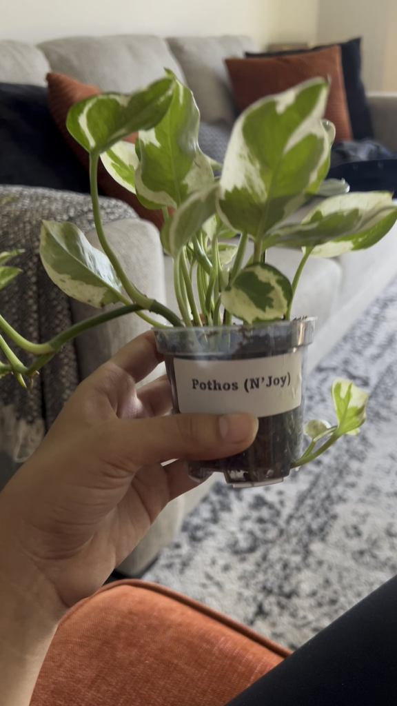What’s the best way to repot without damaging the plant? What’s the best way to repot without damaging the plant?