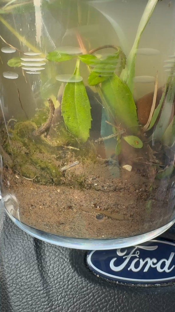 First Ecosphere!