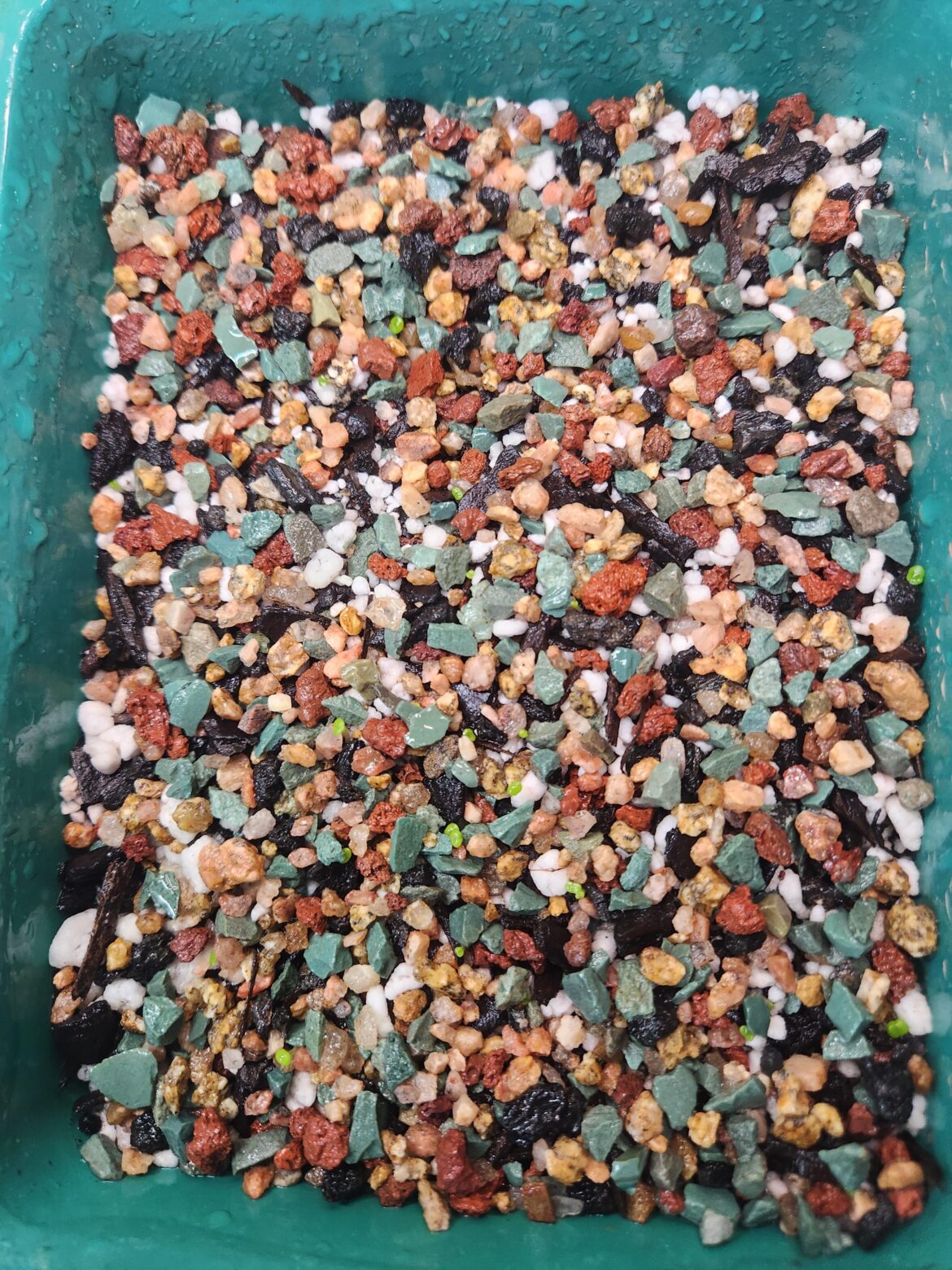 My first lithops from seed