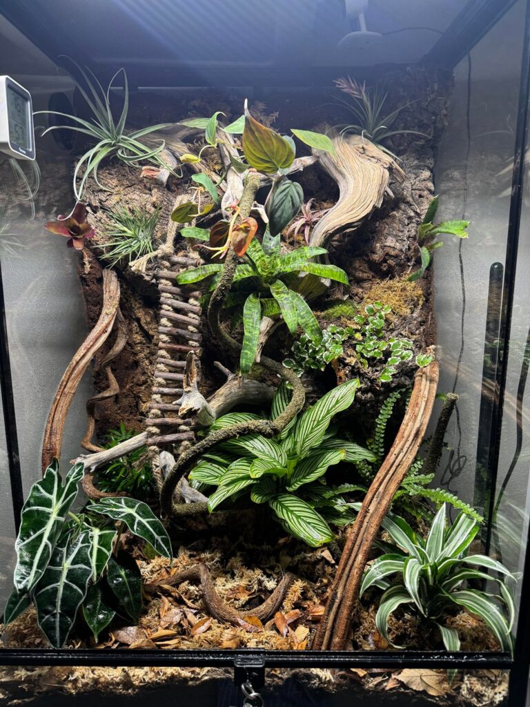Philodendron placement Philodendron placement