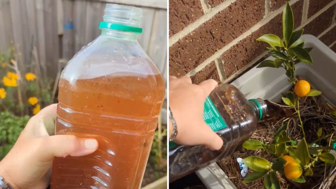 Gardener shares incredible hack using leftover kitchen scraps: ‘So good’ "Never tried that before."