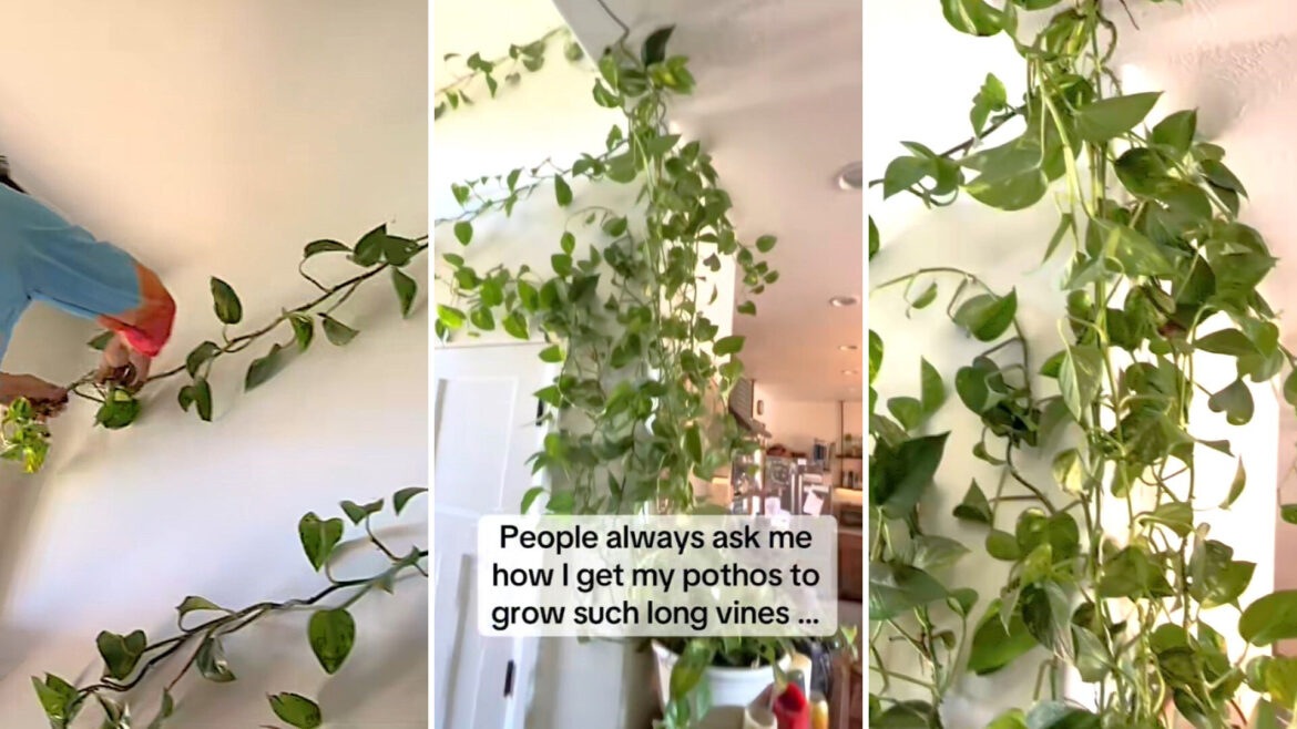 Gardener shares incredible hack using common kitchen waste: ‘Trying this’ The hack has been a hit on TikTok.