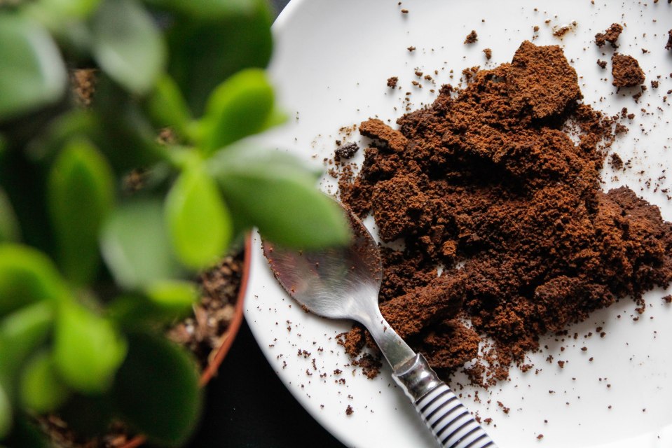 A spoonful of coffee grounds on a white plate next to a green plant.