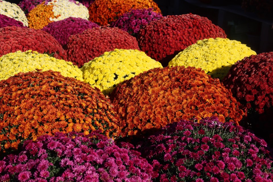 Rows of yellow, red, orange, and purple chrysanthemum plants.