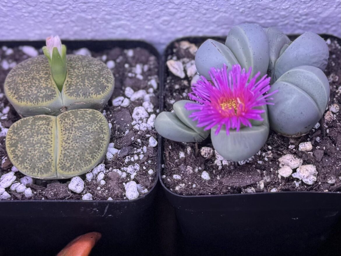 My first blooms! 🌸