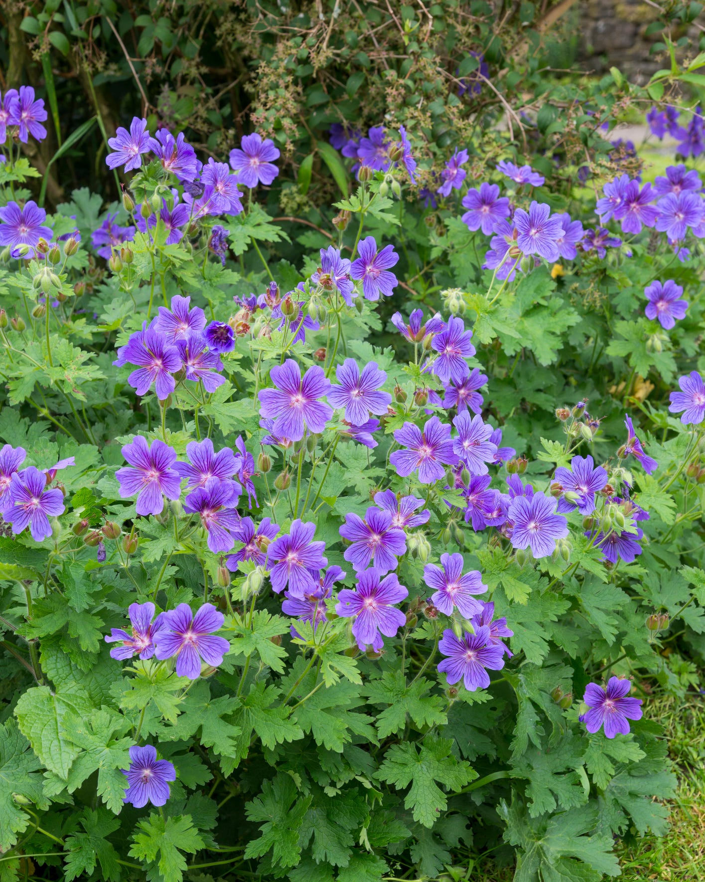 spring bulb companion plants cranesbill