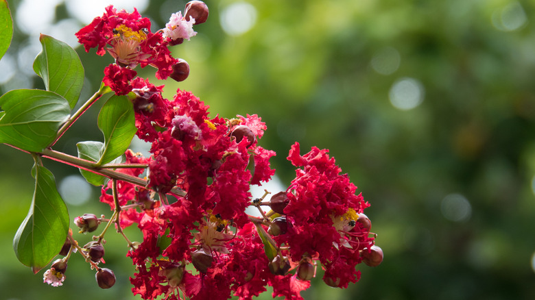 Bright red flowers on a crape myrtle tree.