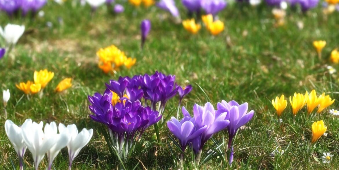 What Is A 'Jewelled Meadow'? Jo Thompson's Favourite Spring Bulb Planting Hack