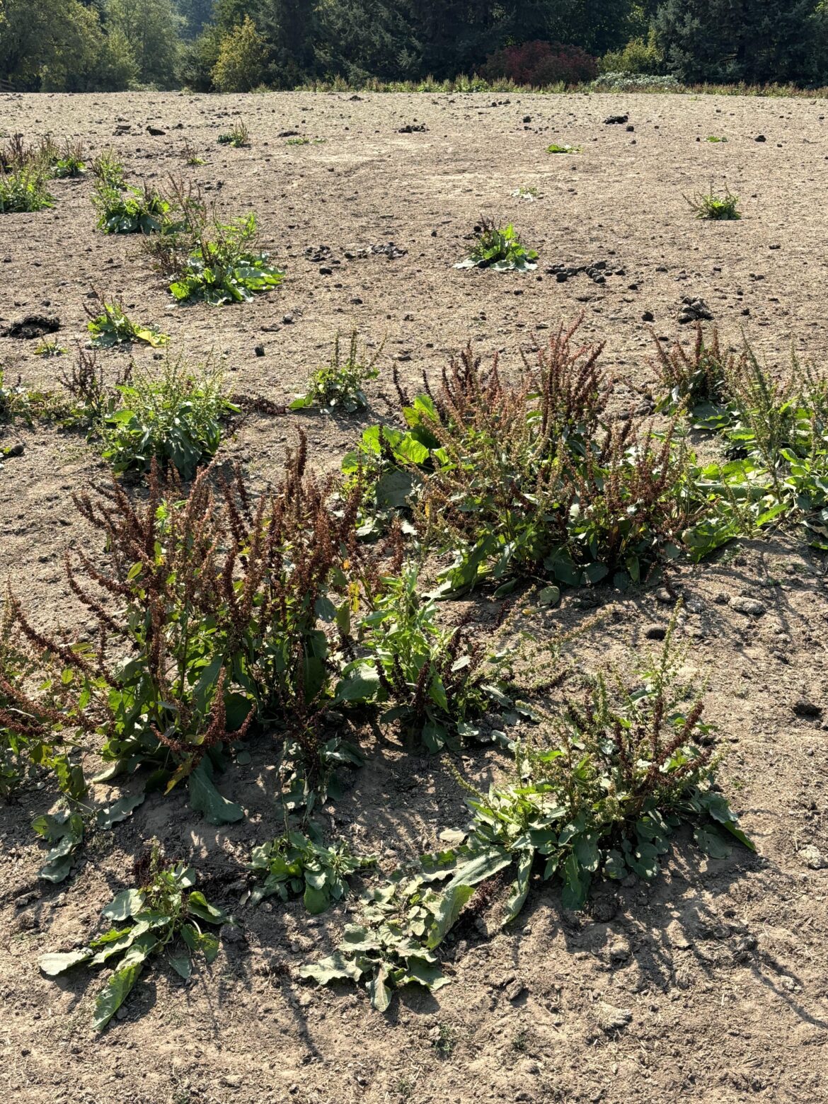 These are growing all over the horse pasture, but they’re not touching them. (Portland, Oregon)