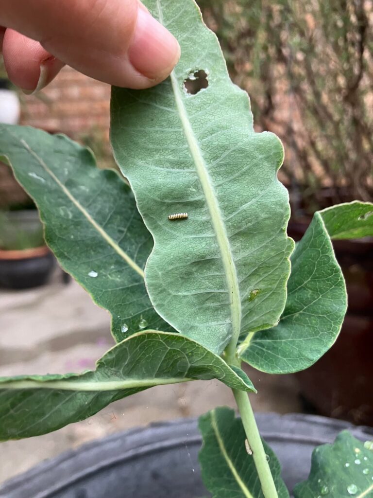 Are these really monarch caterpillars?