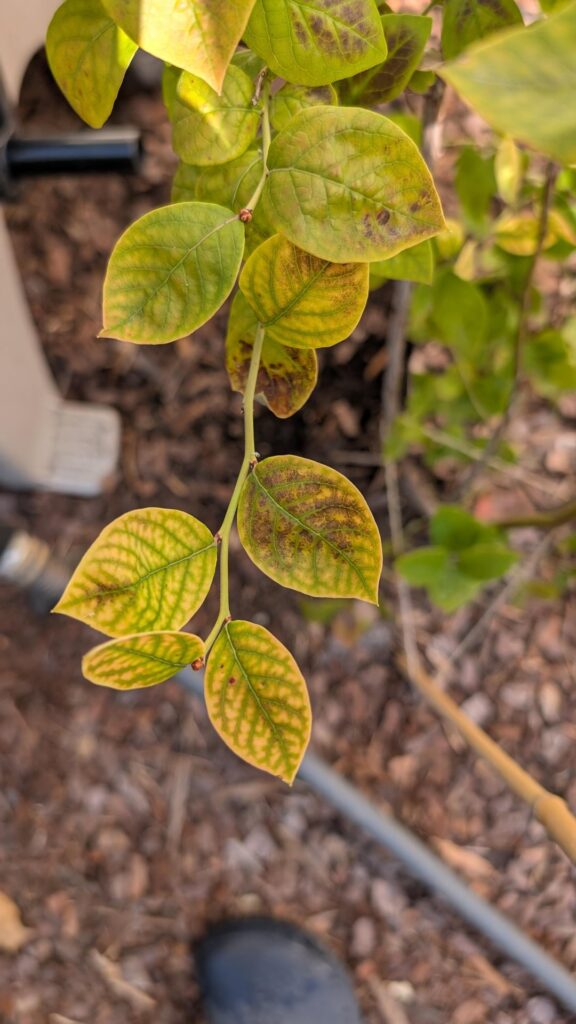Struggling Blueberry Plants Struggling Blueberry Plants