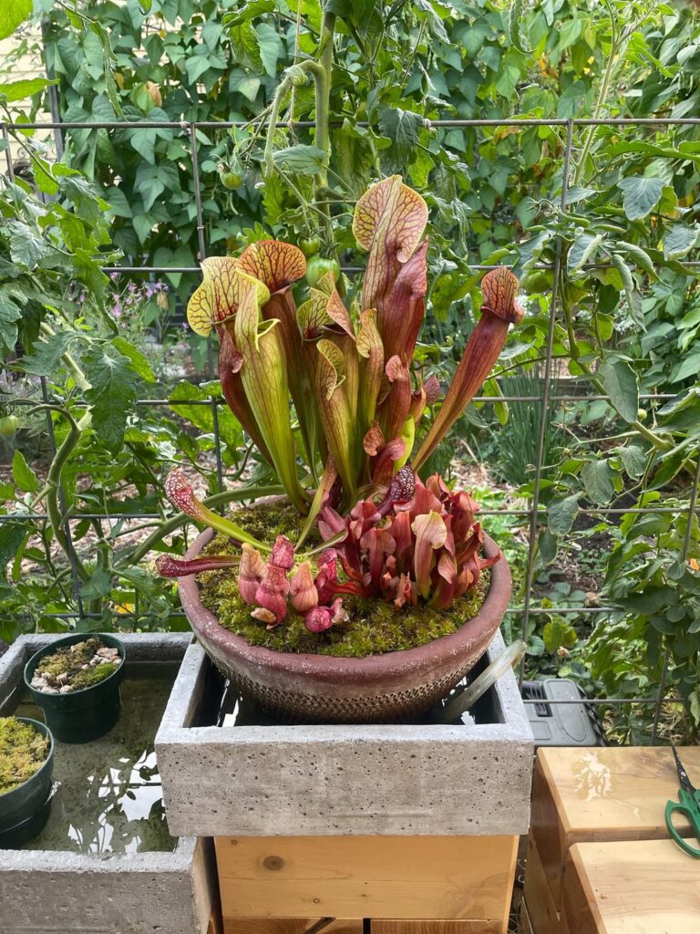 The bog fountain is coming along