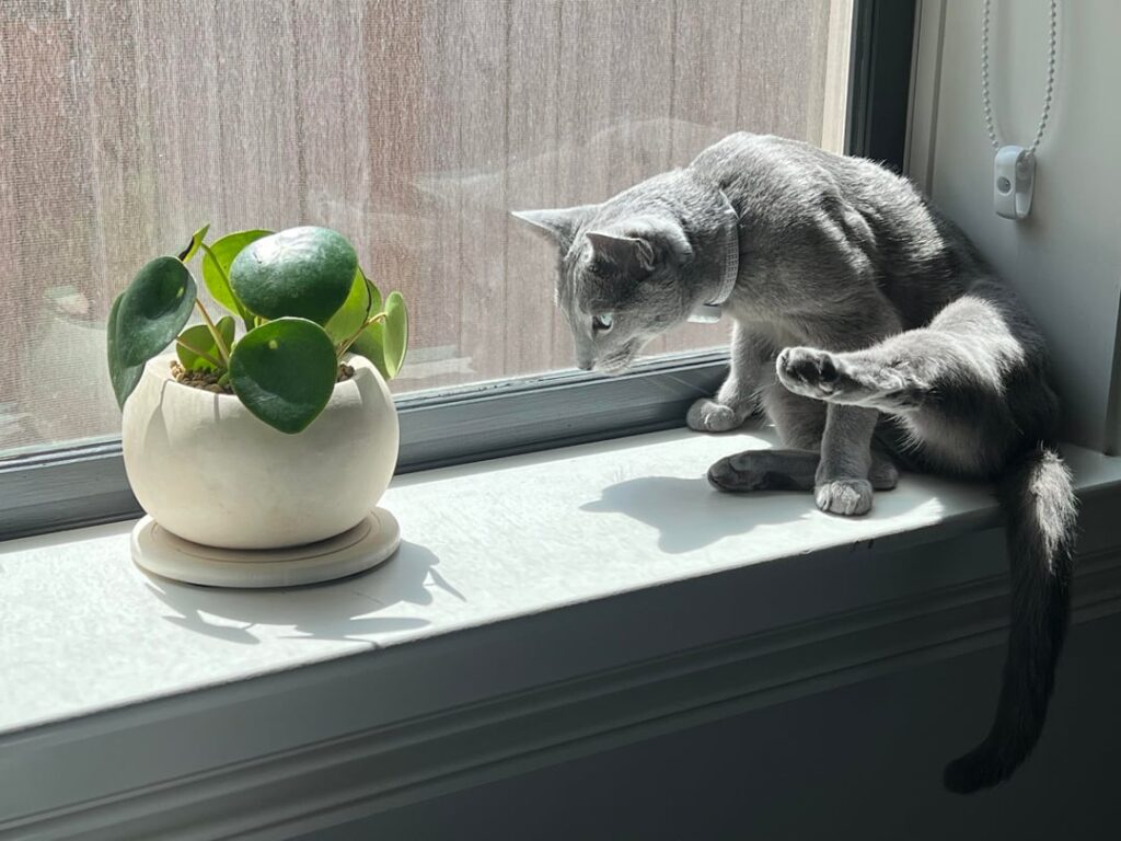 Cats and Plants: An ever uneasy pairing
