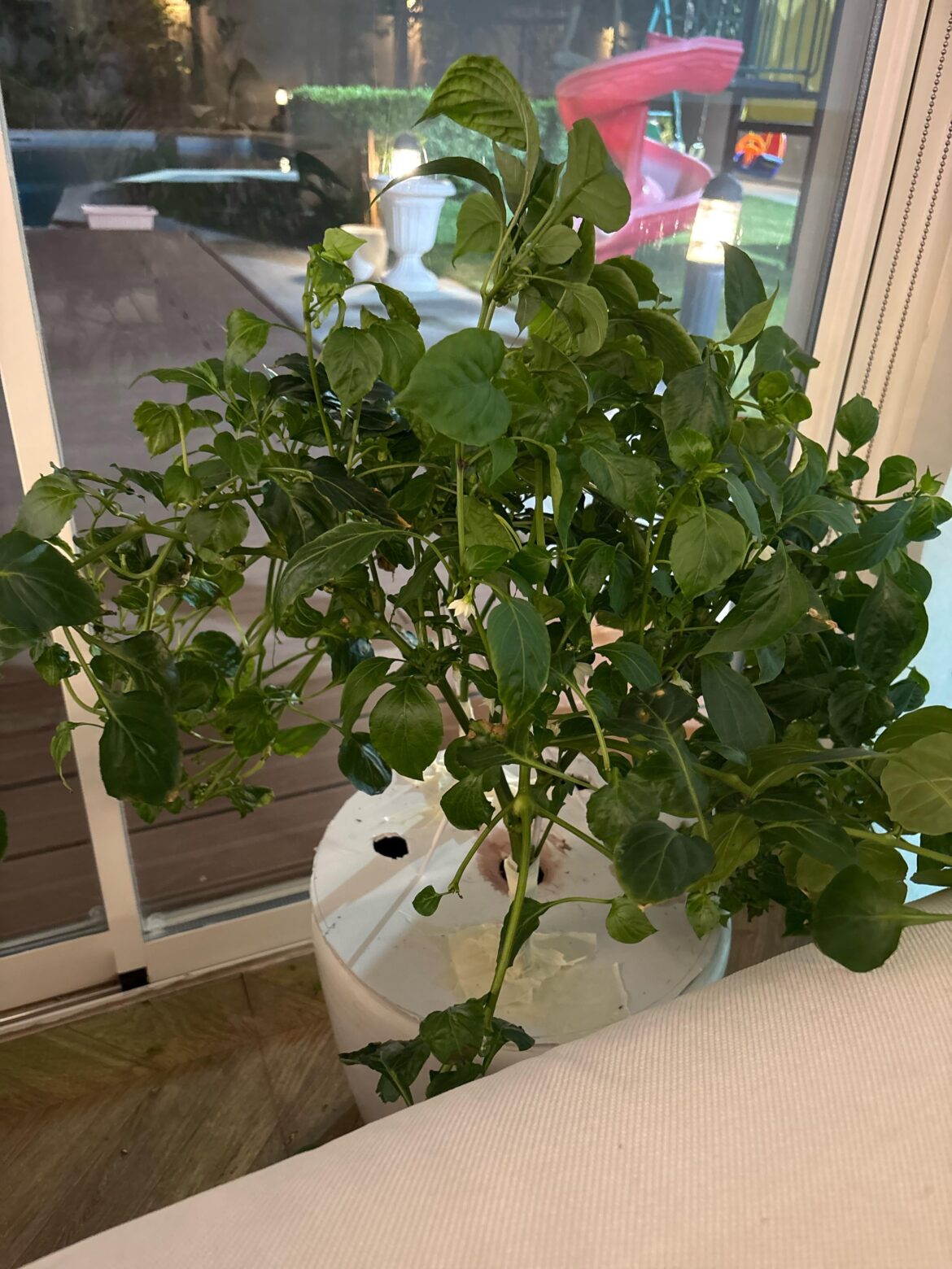 My pepper plant My pepper plant