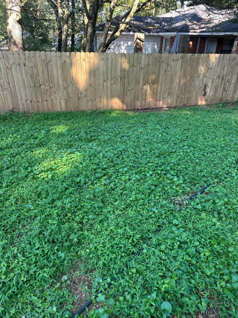 HELP! What weeds or grass is this in my lawn??