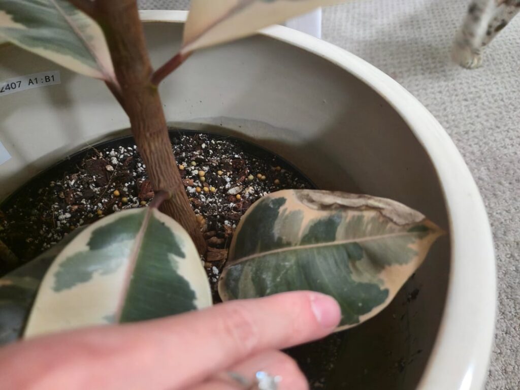 What are these? Spidermites? I really dont see anything… What are these? Spidermites? I really dont see anything…