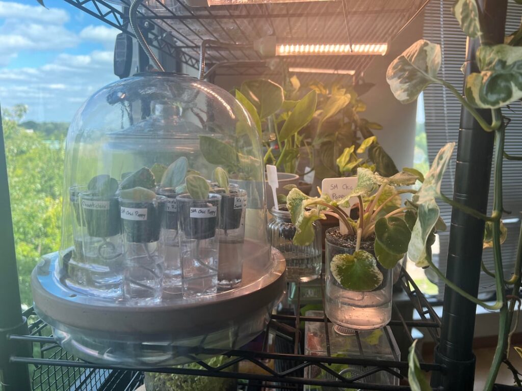 set up all my AVs and props to be self-watering!