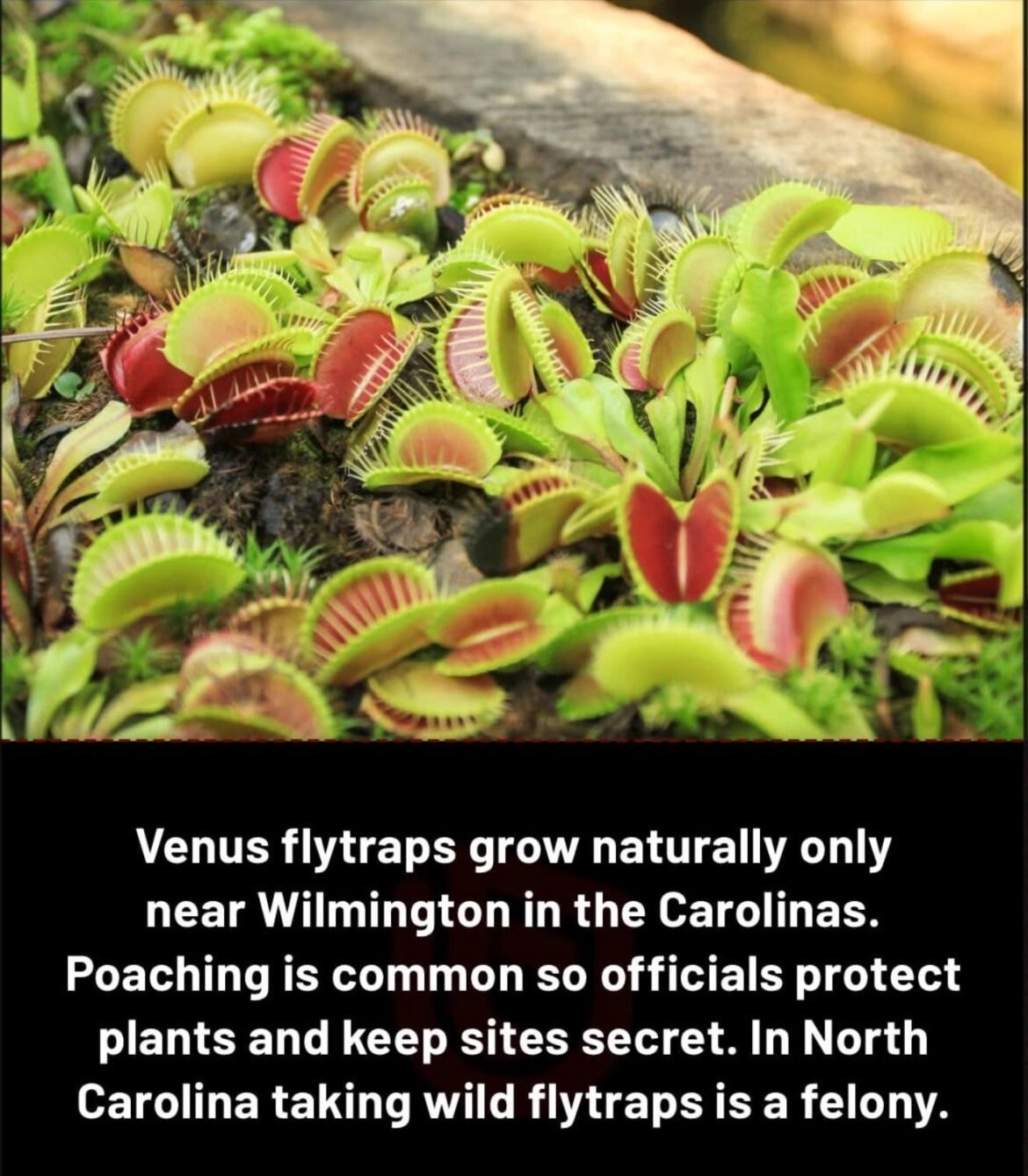 Interesting fact!
