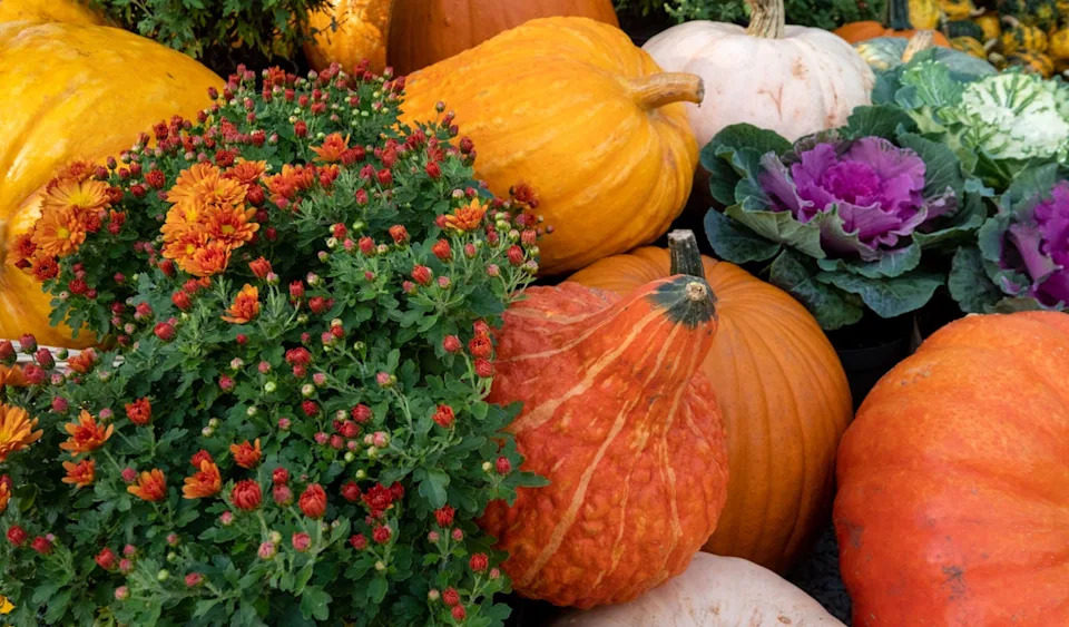 Autumn is a time of harvest abundance (PA/ALAMY)