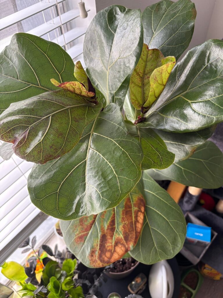 Having issues with my first fiddle leaf fig 🪴