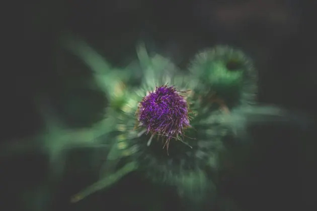Thistle