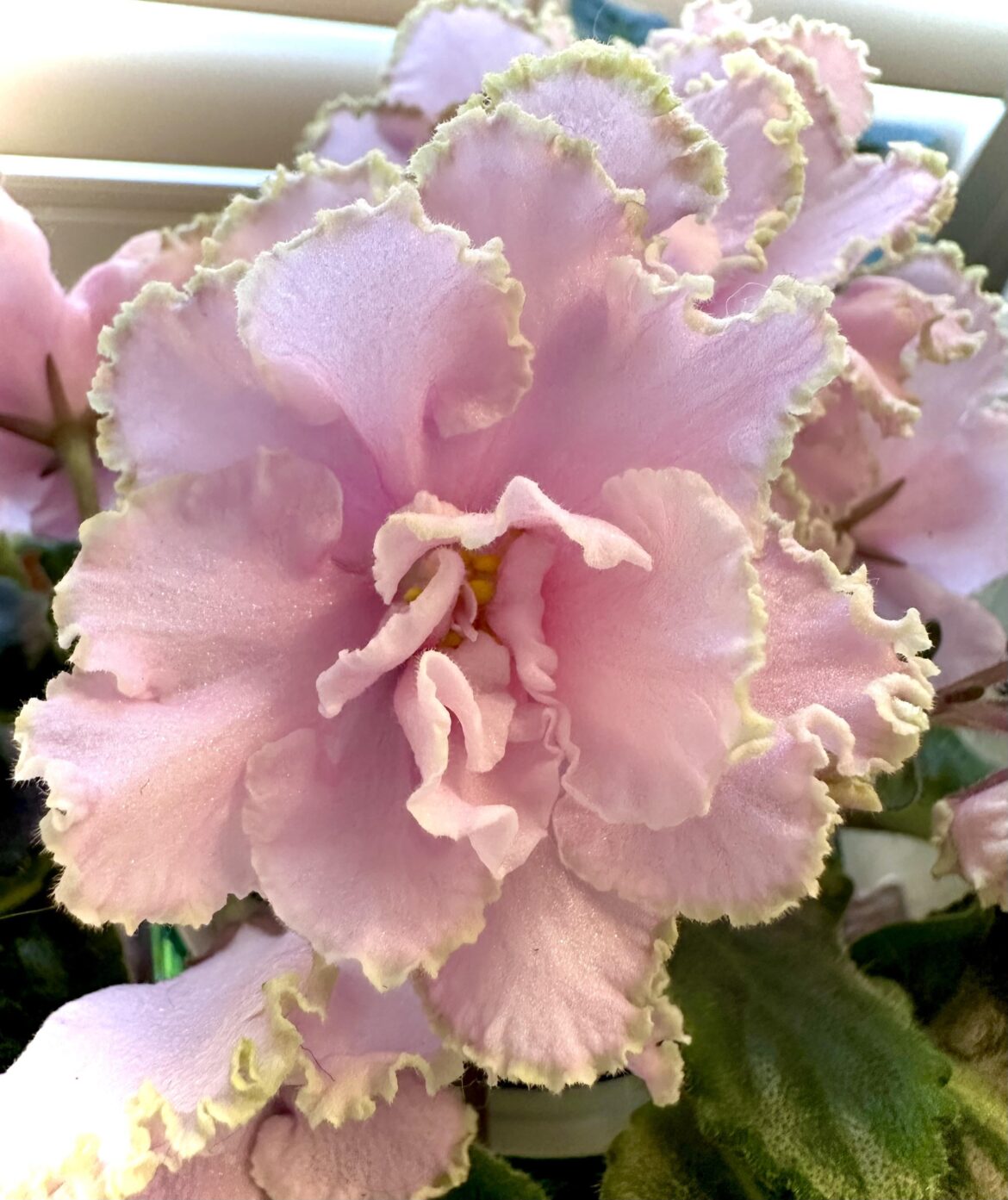 So frilly & sweet 💞