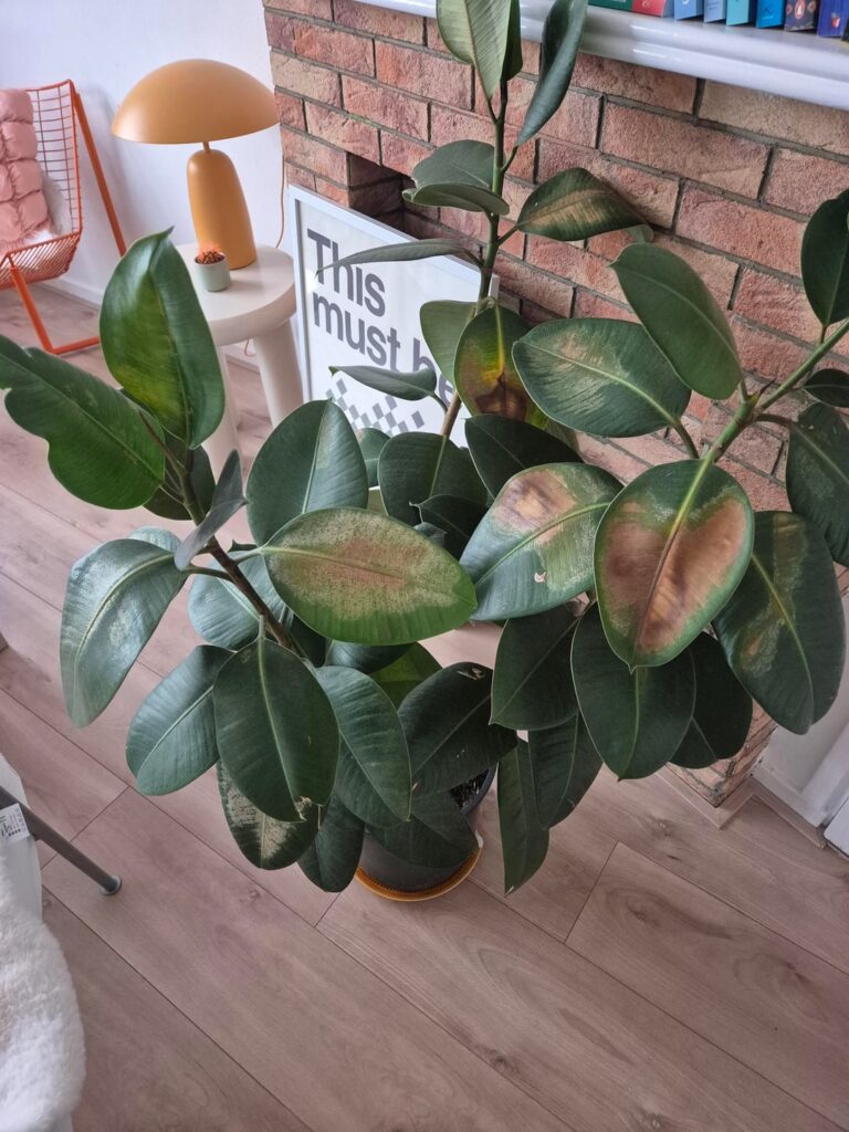 My neighbor wanted to throw her out but I said give it to me. Problem is I know nothing about plants. How to proceed?