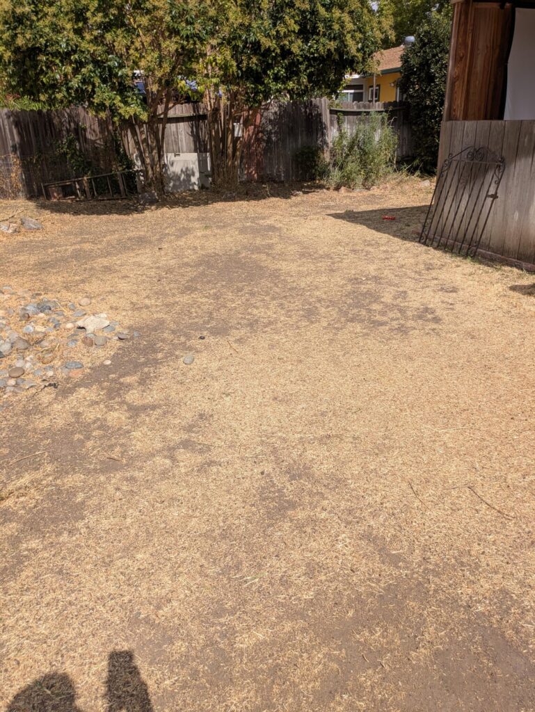 Replacing a backyard of weeds without a lawn? Replacing a backyard of weeds without a lawn?