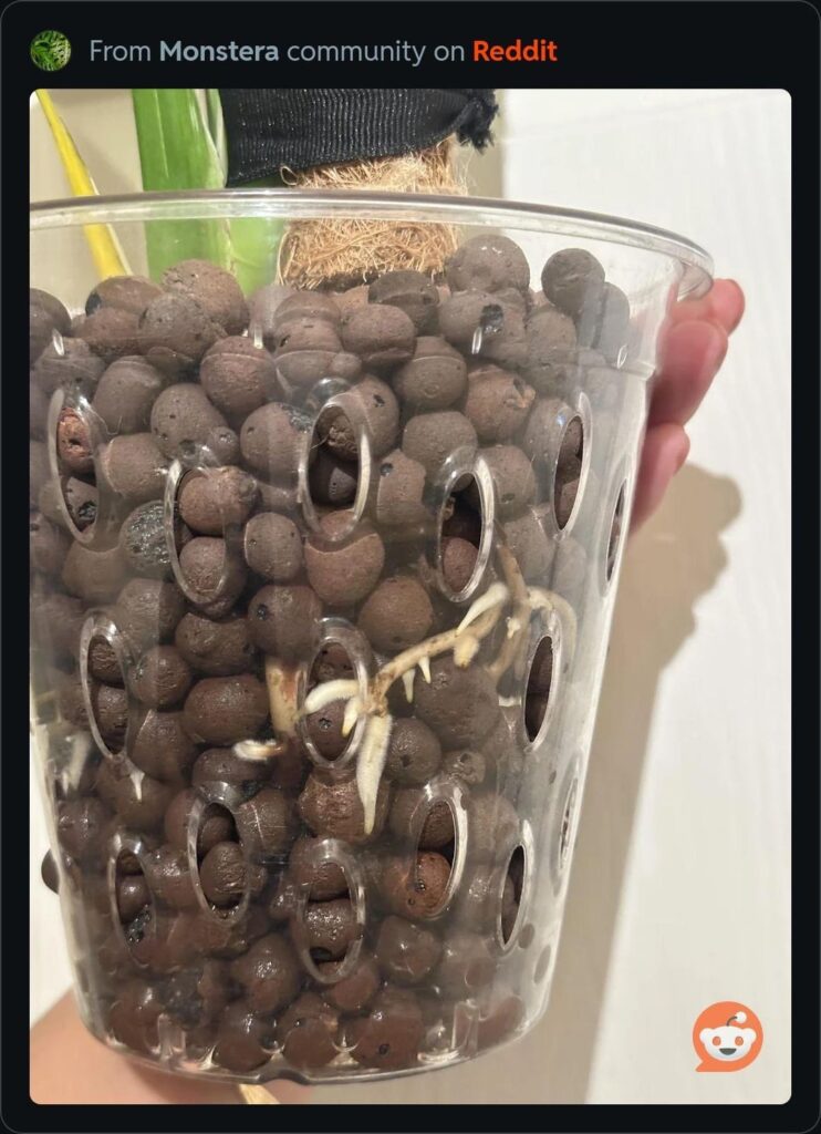 Happy Leca Thai Con Happy Leca Thai Con