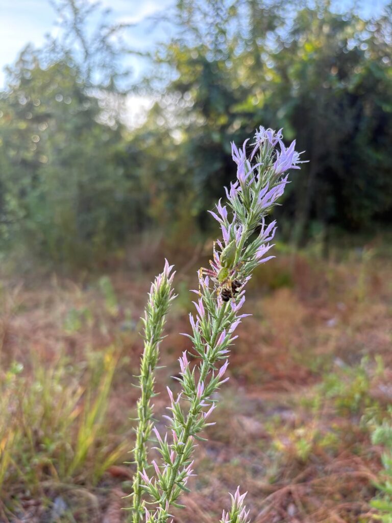 Burned part of our property this spring and the now fall wildflowers are popping off. North Florida. Vanilla leaf, slender blazing star, and elegant blazing star.