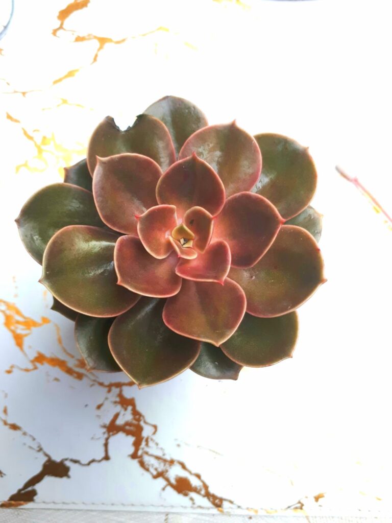 How can i make them grow healthy? How can i make them grow healthy?