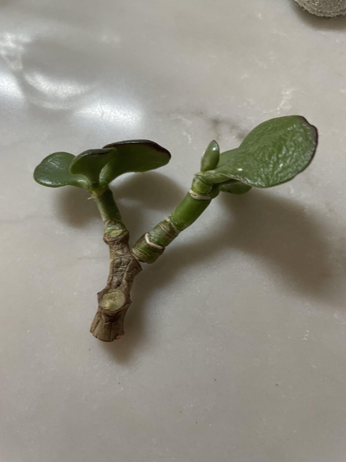 Help!  Newbie to jade plants