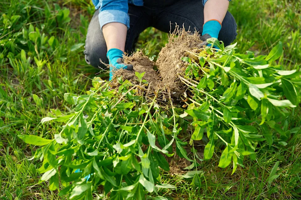 dividing perennials