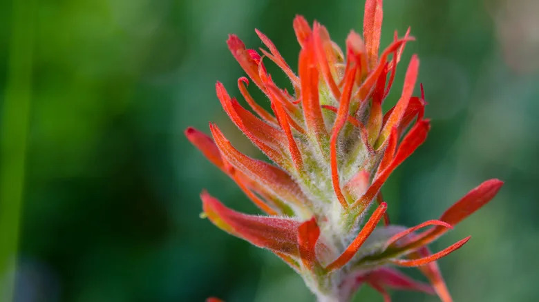 An Indian paintbrush flower blooms