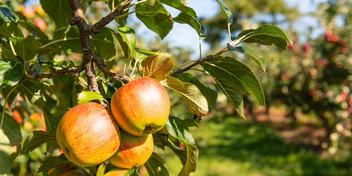 RHS ‘apple ID’ service is helping gardeners identify mystery fruit following bumper harvest RHS 'apple ID' service is helping gardeners identify mystery fruit following bumper harvest