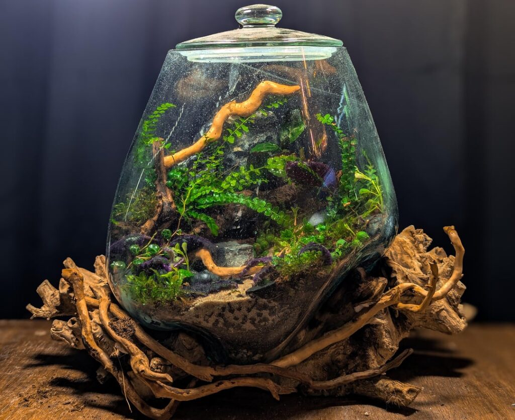 Driftwood Terrarium Driftwood Terrarium