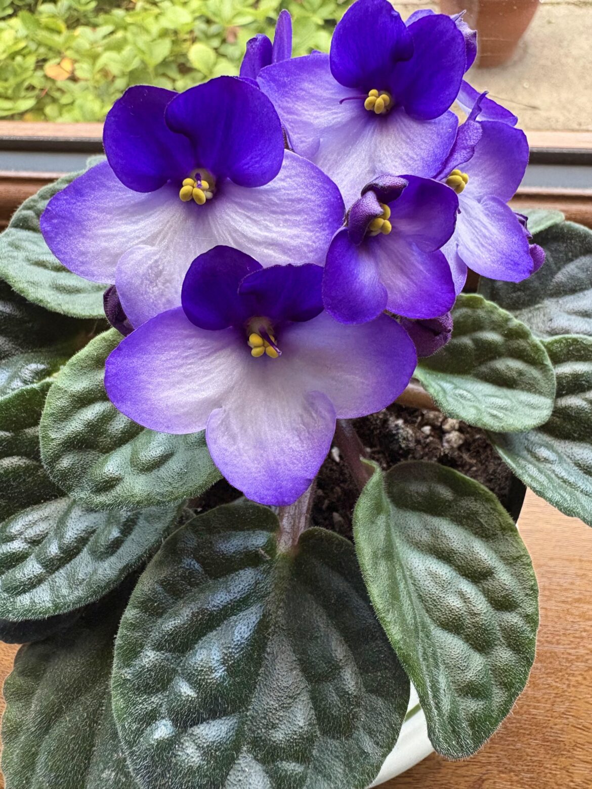 This beauty is back from the brink of death for a second time! This beauty is back from the brink of death for a second time!