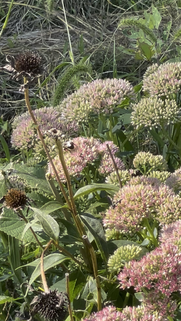 Pollinator rave