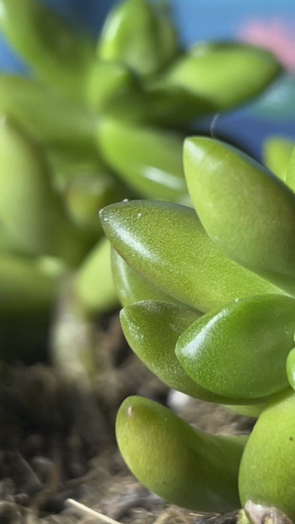 SOS - What are these things?? They have suddenly taken over half of my plants 😭