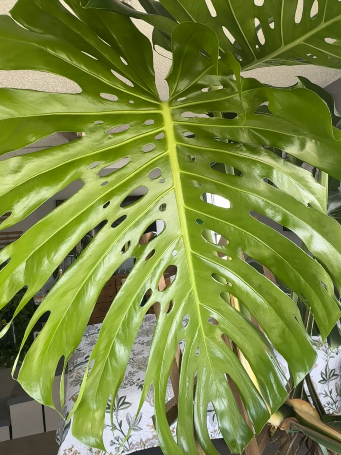 My latest Monstera leaf 🍃