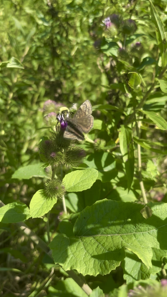Duskywing skipper and a bumble sharing some Burdock nectar