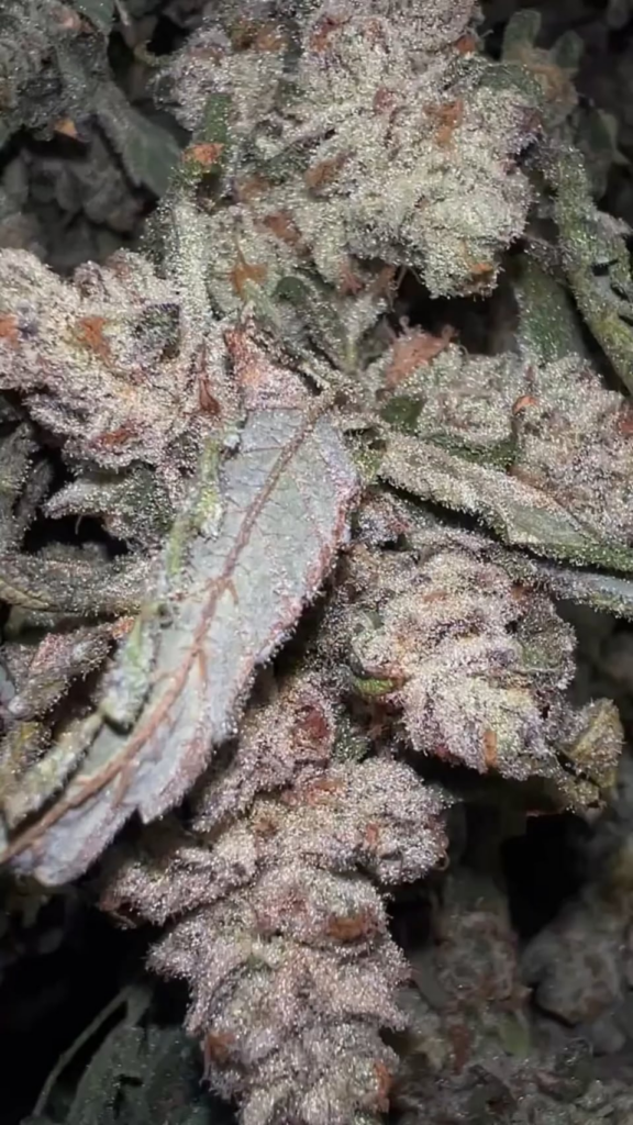 Opinions on my harvest???
